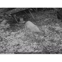 Hunter 4G-940nm Vildtkamera DK/EU version